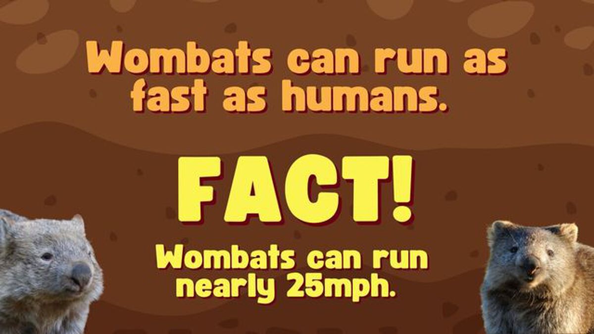 Wonderful Wombat Trivia image number null